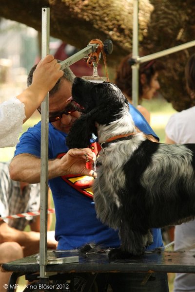2012-07-01 B & B - Bedlington & Bichon Fun Day (89)_1000x1500.jpg